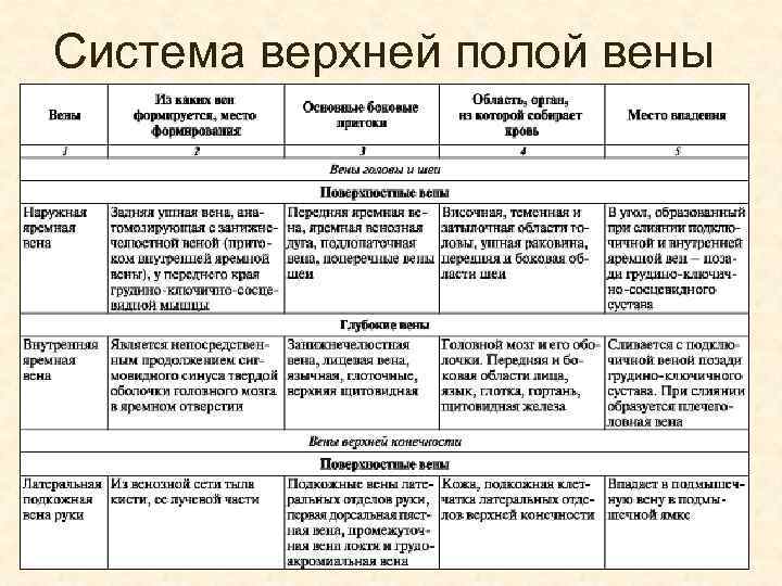 Система верхней полой вены 