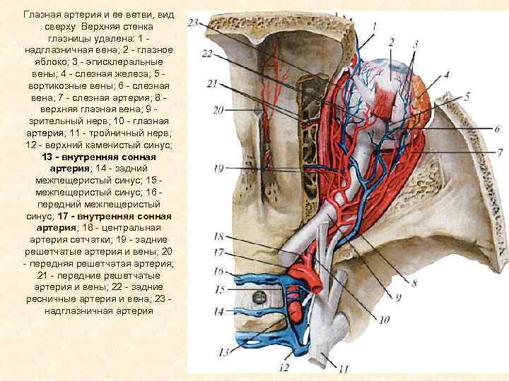 Вены 4 5. Внутренняя Сонная артерия и ее ветви. Глазная артерия а.ophthalmica. Глазничная Вена анатомия.