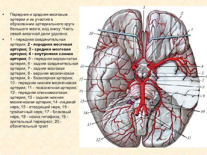 Артерии среднего мозга. Кровообращение мозга. Виллизиев круг.. Кровоснабжение головного мозга Неттер. Виллизиев круг в головном мозге. Кровоснабжение мозга Виллизиев круг.