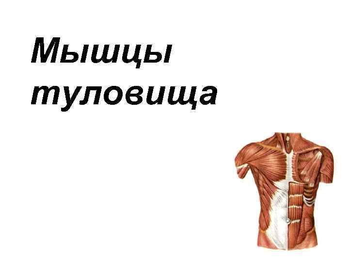 Мышцы туловища 