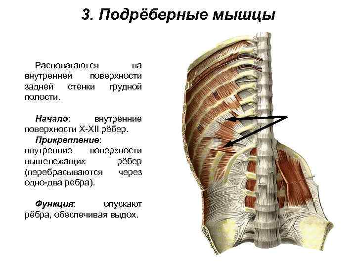 3. Подрёберные мышцы Располагаются на внутренней поверхности задней стенки грудной полости. Начало: внутренние поверхности
