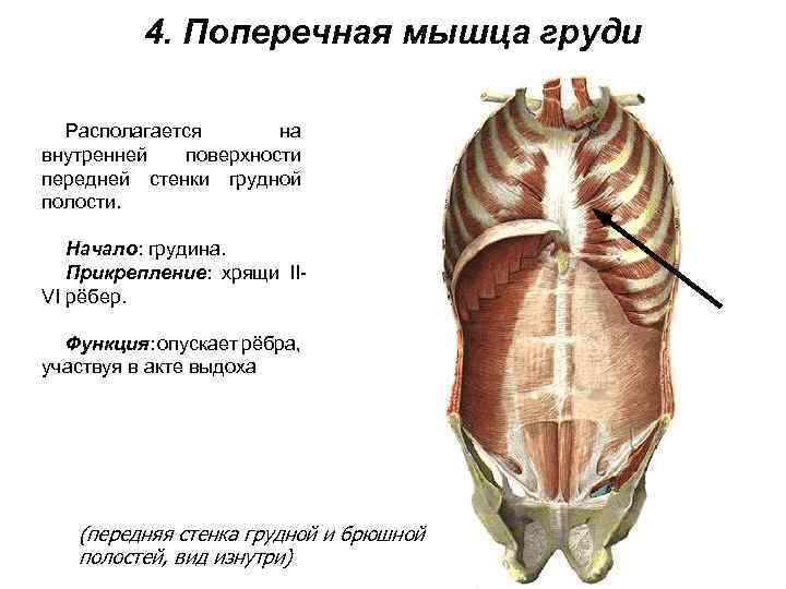 4. Поперечная мышца груди Располагается на внутренней поверхности передней стенки грудной полости. Начало: грудина.
