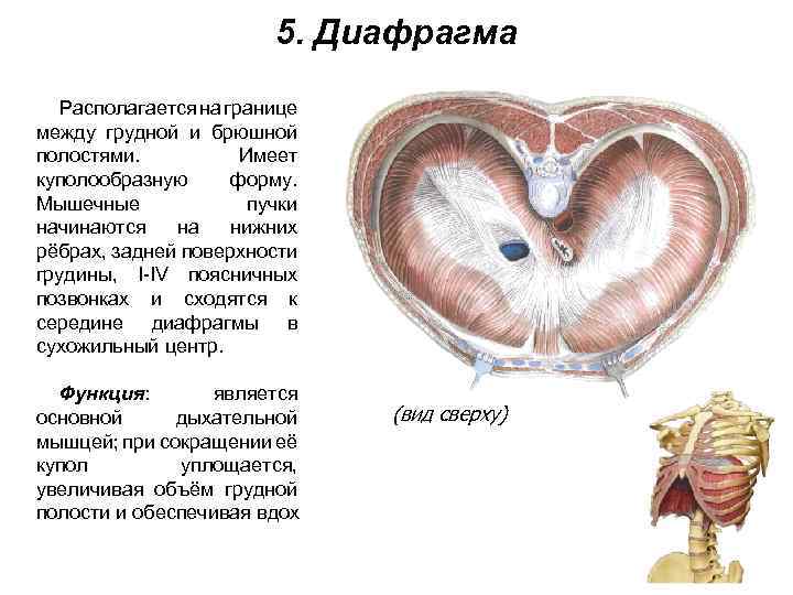 5. Диафрагма Располагается на границе между грудной и брюшной полостями. Имеет куполообразную форму. Мышечные