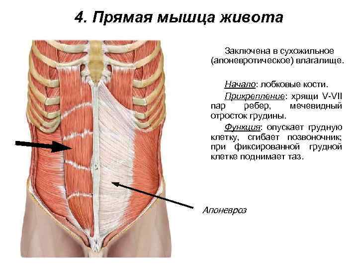 4. Прямая мышца живота Заключена в сухожильное (апоневротическое) влагалище. Начало: лобковые кости. Прикрепление: хрящи