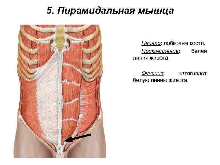5. Пирамидальная мышца Начало: лобковые кости. Прикрепление: белая линия живота. Функция: натягивает белую линию