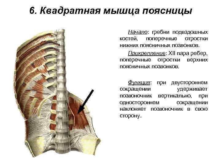 6. Квадратная мышца поясницы Начало: гребни подвздошных костей, поперечные отростки нижних поясничных позвонков. Прикрепление: