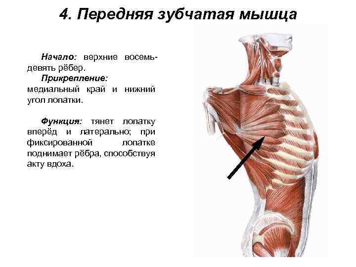 4. Передняя зубчатая мышца Начало: верхние восемьдевять рёбер. Прикрепление: медиальный край и нижний угол