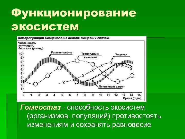 Функционирование экосистем Гомеостаз - способность экосистем (организмов, популяций) противостоять изменениям и сохранять равновесие 