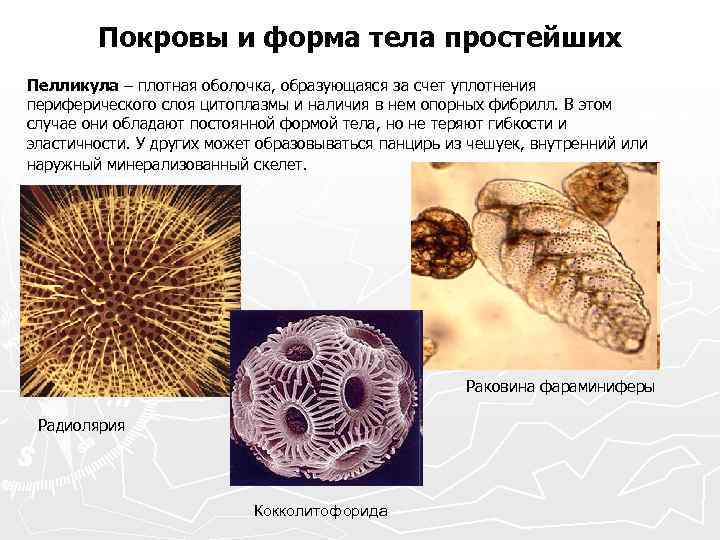 Покровы и форма тела простейших Пелликула – плотная оболочка, образующаяся за счет уплотнения периферического