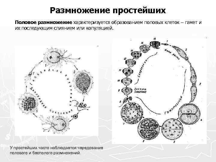 Размножение простейших