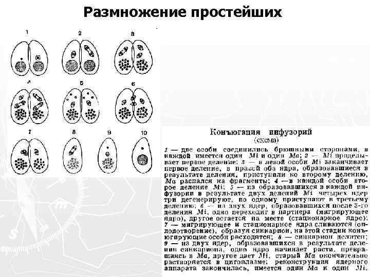 Размножение простым делением