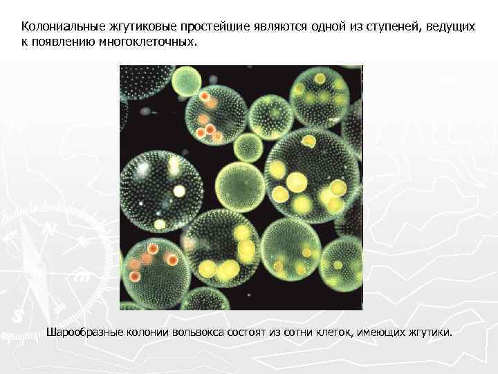 Колониальные организмы это. Колониальные простейшие. Простейшие колониальные организмы. Колониальные жгутиковые простейшие. Колониальные формы простейших.