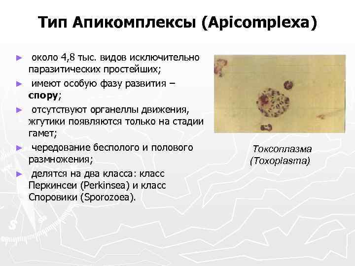 Тип Апикомплексы (Apicomplexa) ► ► ► около 4, 8 тыс. видов исключительно паразитических простейших;