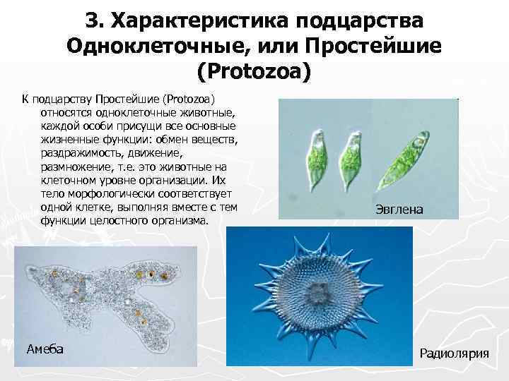 Биология 5 класс одноклеточные. Подцарство одноклеточных животных. Подцарство одноклеточные животные кратко. Подцарство одноклеточные животные или простейшие. Характеристика одноклеточных животных.