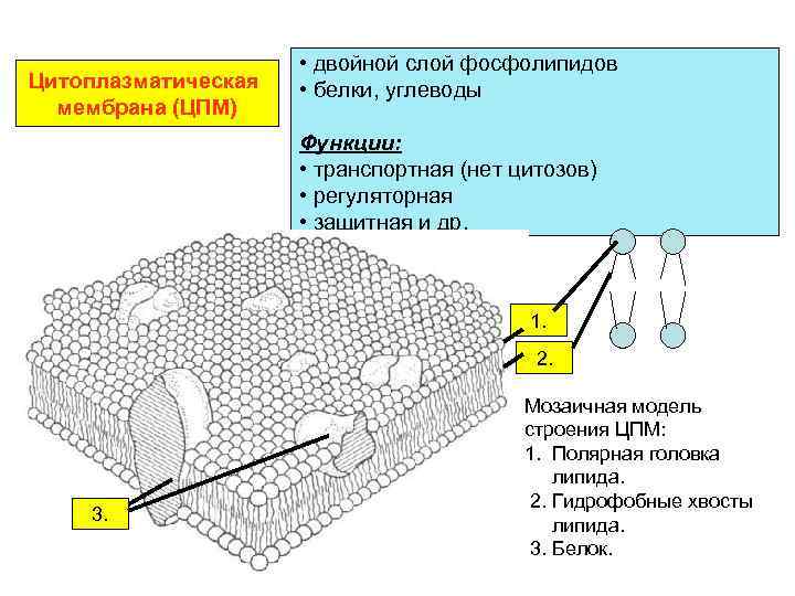 Цитоплазматическая мембрана входит в состав