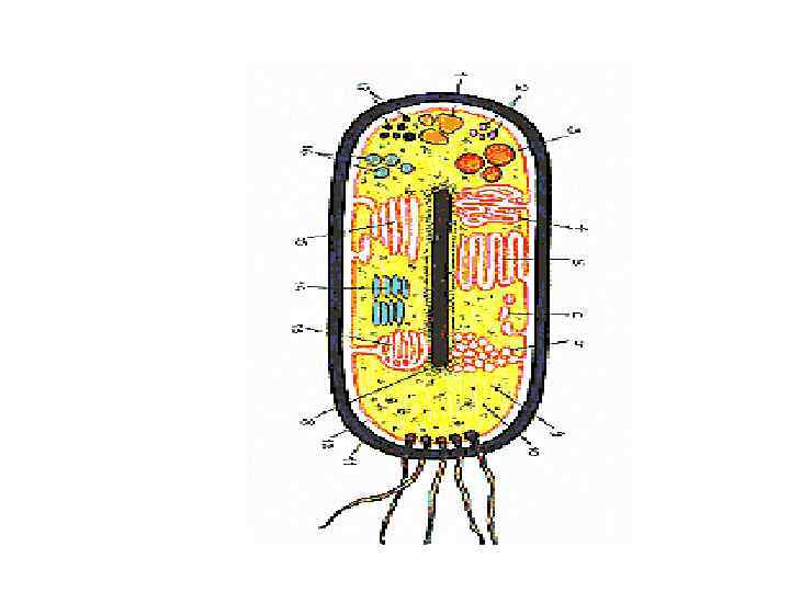 Прокариоты клетка рисунок. Строение прокариотической клетки. Клетка бактерии прокариоты. Прокариотическая клетка кишечная палочка. Клетка прокариот рисунок.