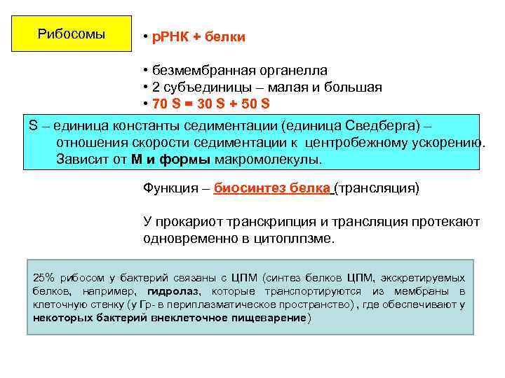 Рибосомы • р. РНК + белки • безмембранная органелла • 2 субъединицы – малая