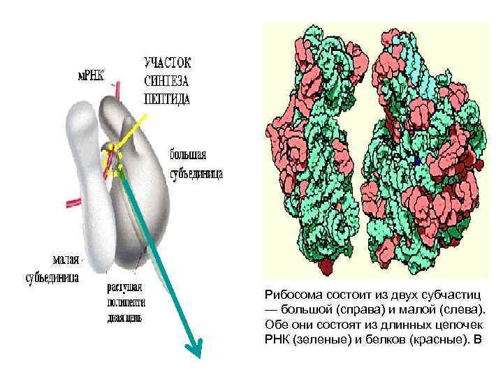 Рибосома состоит из двух субчастиц — большой (справа) и малой (слева). Обе они состоят