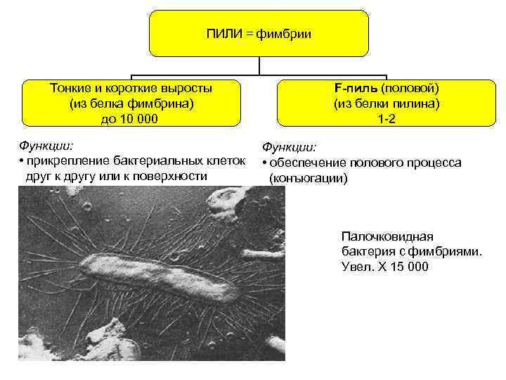 Фимбрии бактерий картинки