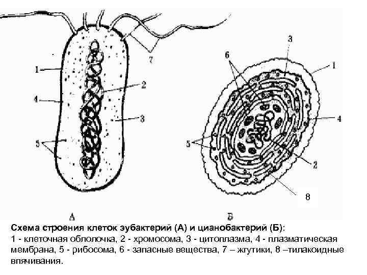 8 Схема строения клеток эубактерий (А) и цианобактерий (Б): 1 - клеточная облолочка, 2