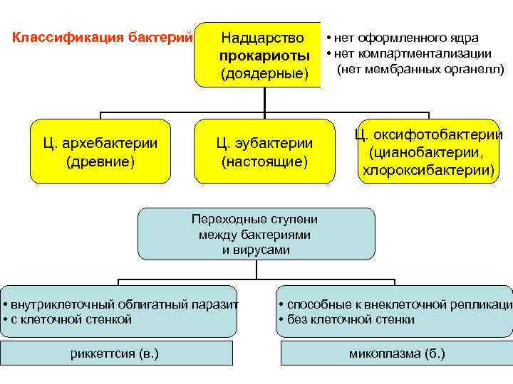 Ц. архебактерии (древние) Надцарство прокариоты (доядерные) • нет оформленного ядра • нет компартментализации (нет