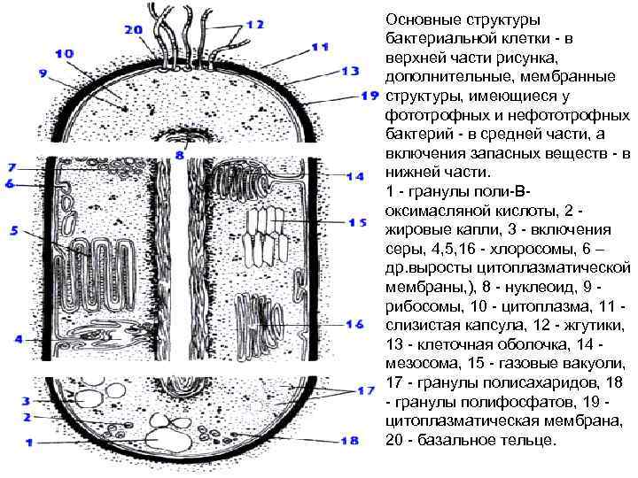 Основные части бактериальной клетки с изображением