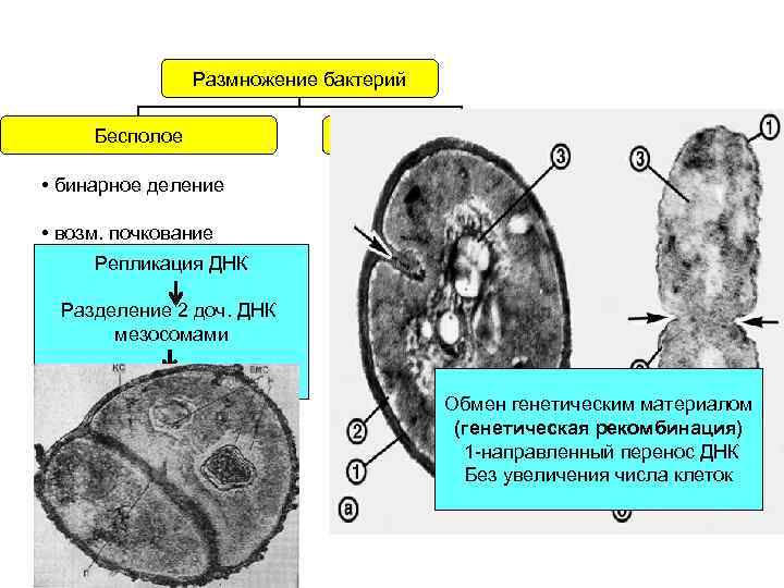 Размножение бактерий Бесполое • бинарное деление • возм. почкование Репликация ДНК Разделение 2 доч.