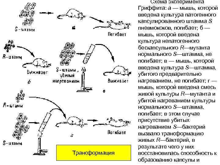 Трансформация Схема эксперимента Гриффита: а — мышь, которой введена культура патогенного капсулированного штамма S