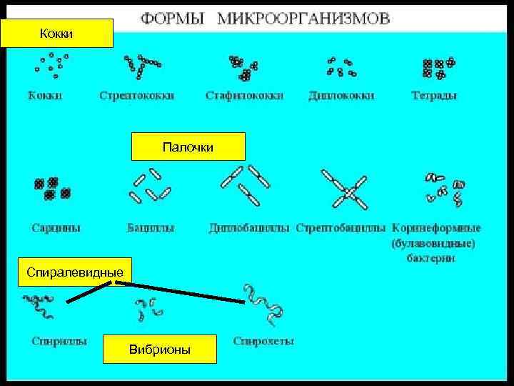 Кокки Палочки Спиралевидные Вибрионы 