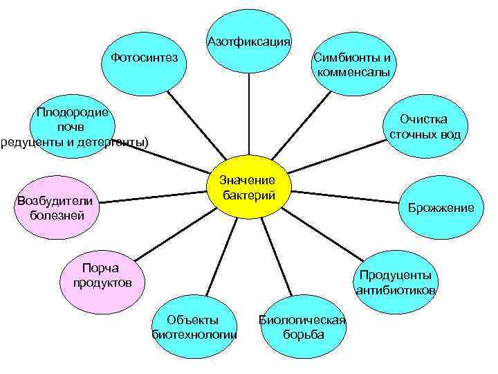 Азотфиксация Фотосинтез Симбионты и комменсалы Плодородие почв (редуценты и детергенты) Возбудители болезней Очистка сточных