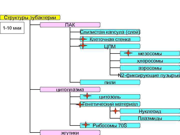 Структуры эубактерии 1 -10 мкм ПАК Слизистая капсула (слой) Клеточная стенка ЦПМ мезосомы хлоросомы