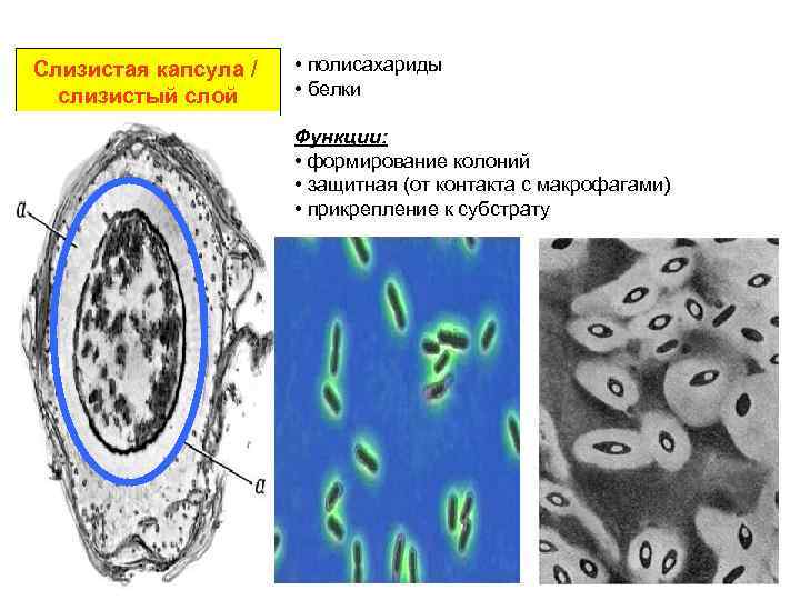 Слизистый слой. Капсула и слизистый слой. Слизистый слой бактерий. Слизистая капсула функции.