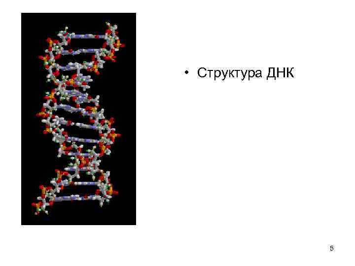  • Структура ДНК 5 