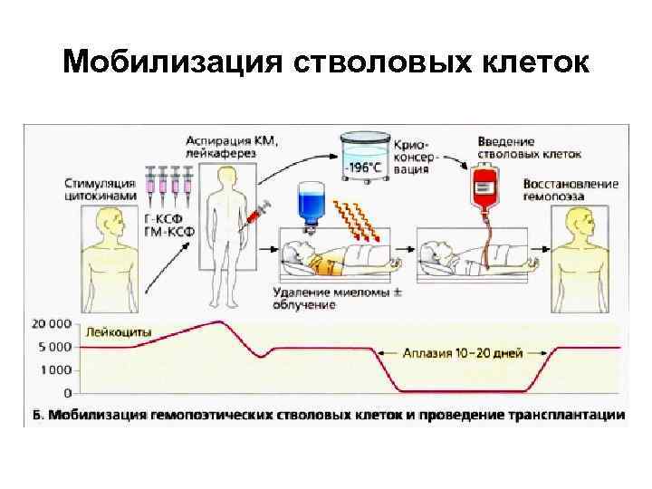 Мобилизация стволовых клеток 