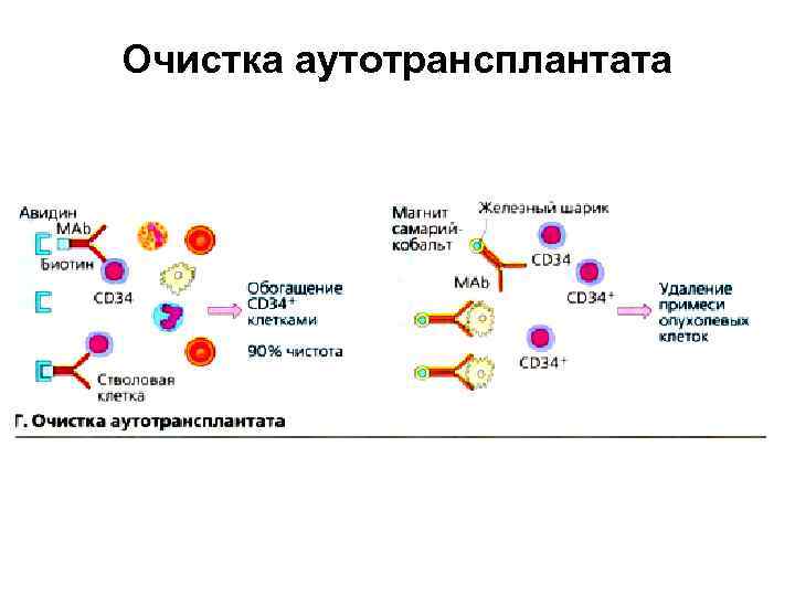 Очистка аутотрансплантата 