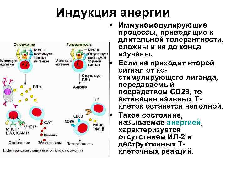 Индукция анергии • Иммуномодулирующие процессы, приводящие к длительной толерантности, сложны и не до конца