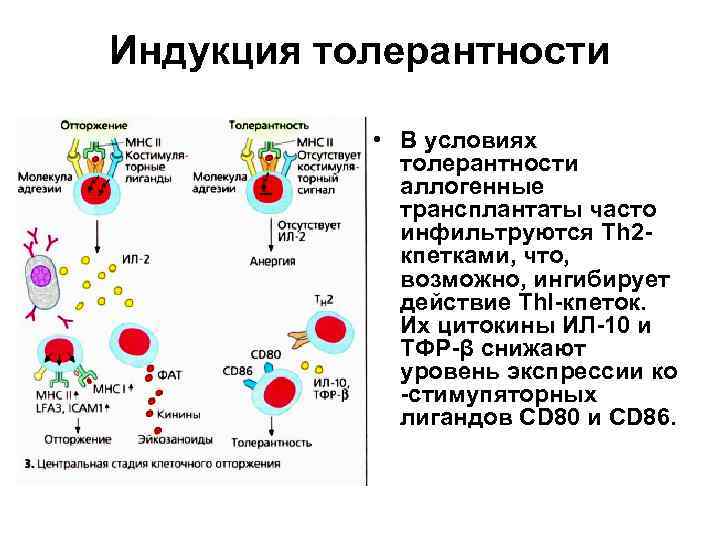 Индукция толерантности • В условиях толерантности аллогенные трансплантаты часто инфильтруются Тh 2 кпетками, что,