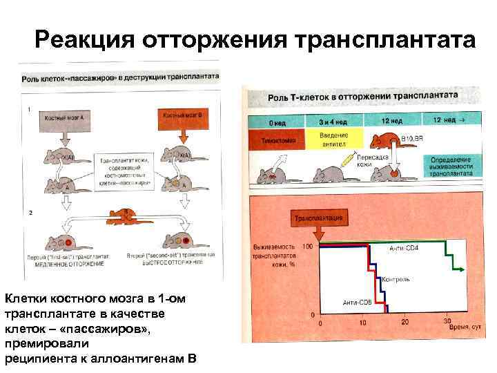 Реакция отторжения трансплантата Клетки костного мозга в 1 -ом трансплантате в качестве клеток –