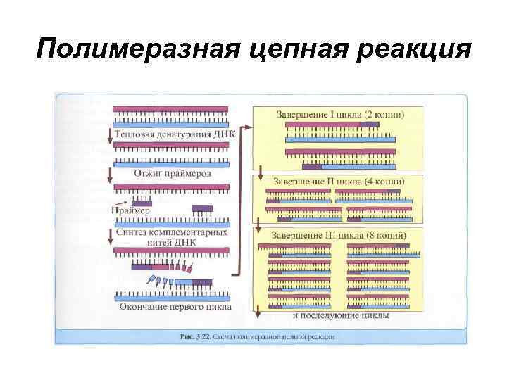 Полимеразная цепная реакция 