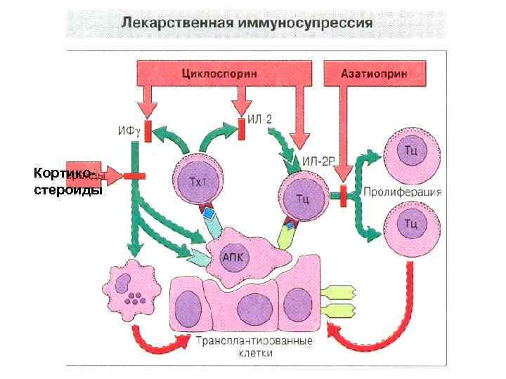 Кортикостероиды 