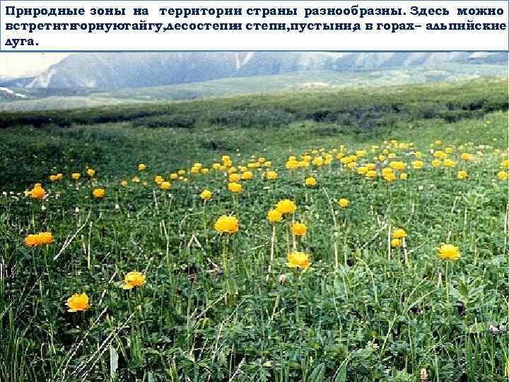 Природные зоны на территории страны разнообразны. Здесь можно встретить горнуютайгу, лесостепи, пустыни, в горах