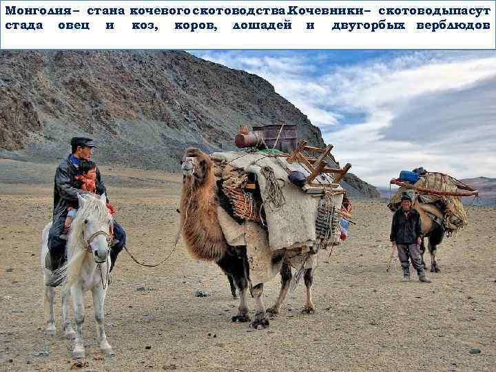 Монголия – стана кочевого скотоводства. Кочевники – скотоводыпасут стада овец и коз, коров, лошадей