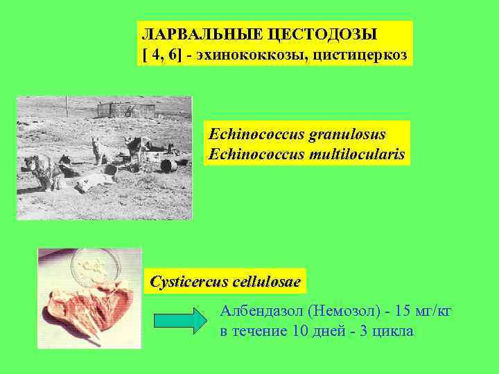 План мероприятий по профилактике ларвальных цестодозов овец