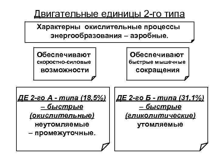 Двигательные единицы 2 -го типа Характерны окислительные процессы энергообразования – аэробные. Обеспечивают скоростно-силовые быстрые
