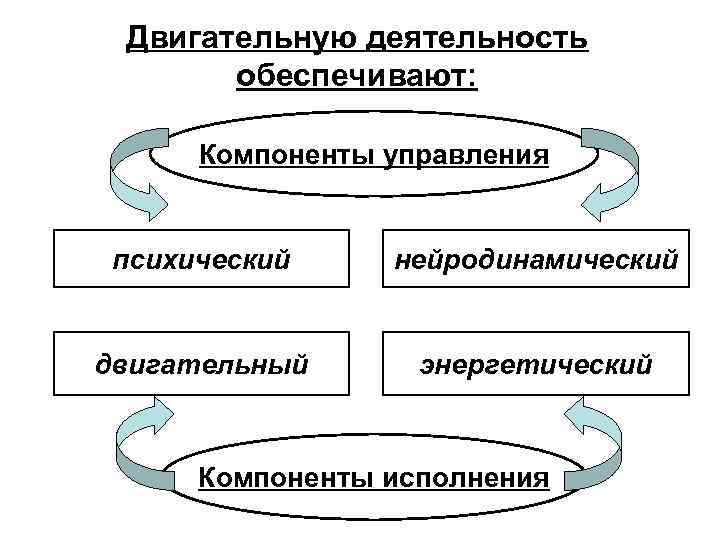 Двигательную деятельность обеспечивают: Компоненты управления психический нейродинамический двигательный энергетический Компоненты исполнения 