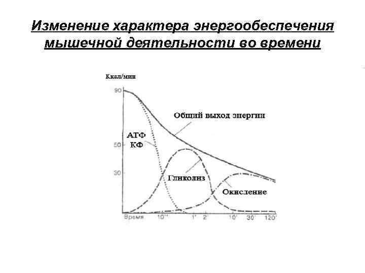 Изменение характера энергообеспечения мышечной деятельности во времени 