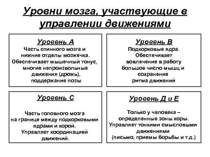 Уровни мозга, участвующие в управлении движениями Уровень А Уровень В Часть спинного мозга и