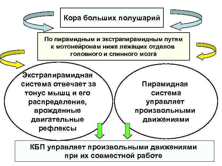 Кора больших полушарий По пирамидным и экстрапирамидным путям к мотонейронам ниже лежащих отделов головного