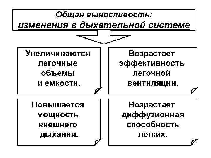 Общая выносливость: изменения в дыхательной системе Увеличиваются легочные объемы и емкости. Возрастает эффективность легочной
