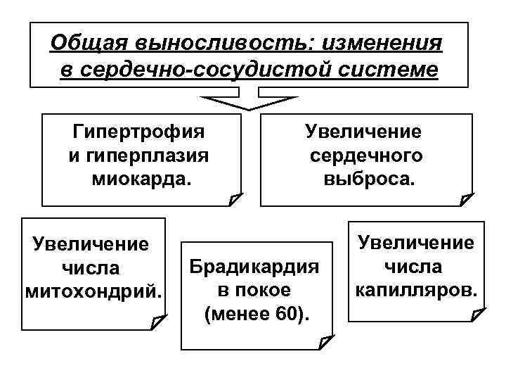 Общая выносливость: изменения в сердечно-сосудистой системе Гипертрофия и гиперплазия миокарда. Увеличение числа митохондрий. Увеличение
